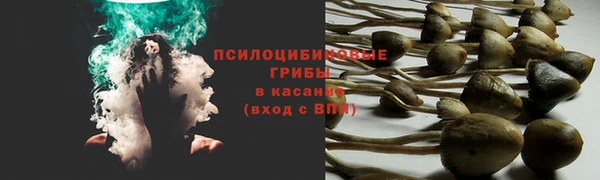сатива Балахна